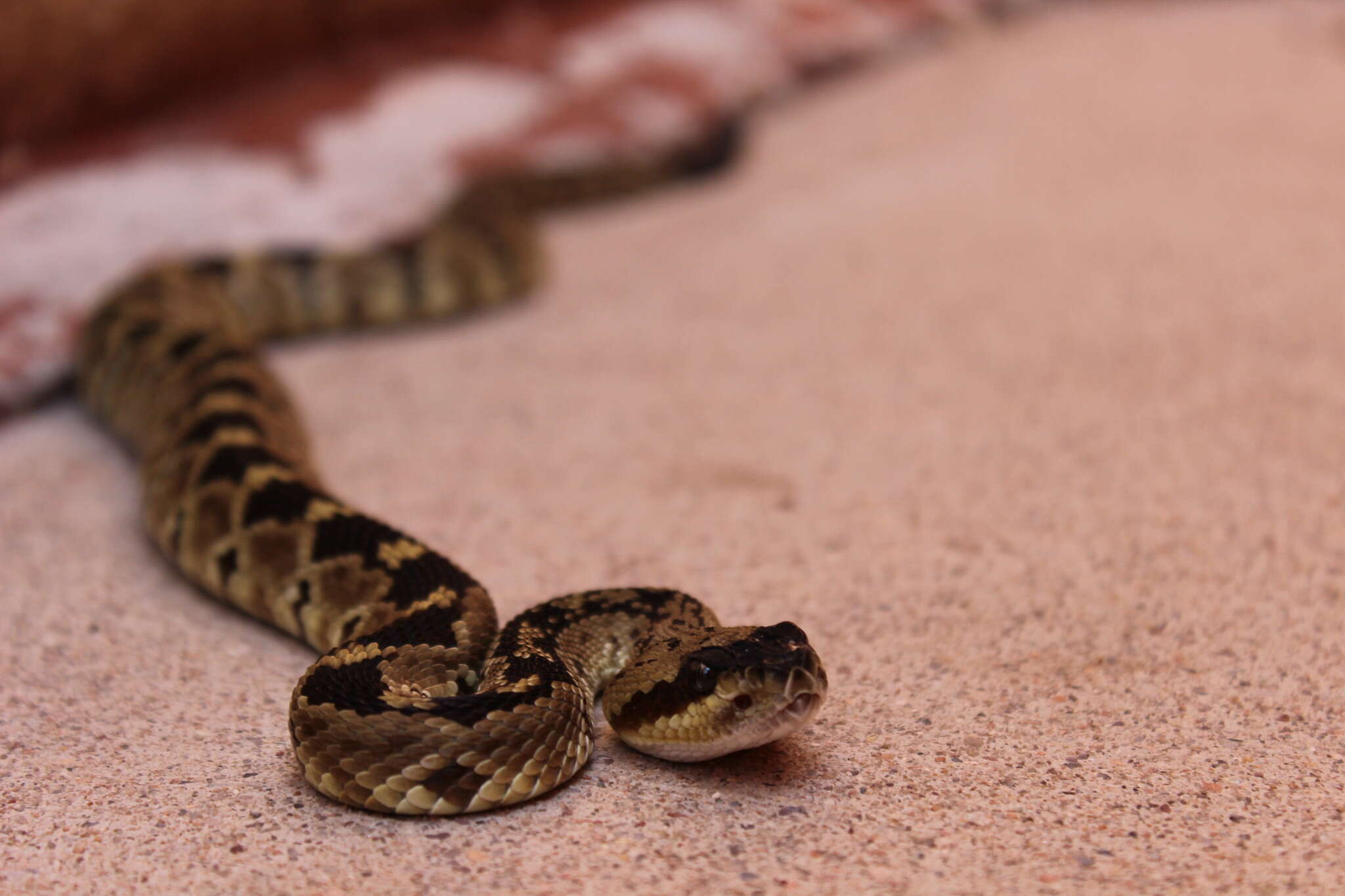 Image of Crotalus molossus molossus Baird & Girard 1853