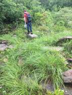 Image of Cumberland Sand-Reed