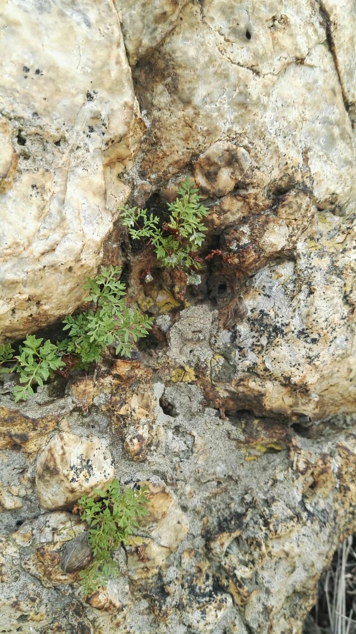 Image of Cheilanthes deltoidea subsp. silicicola Klopper & A. E. van Wyk