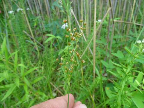 Imagem de Juncus biflorus Ell.