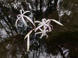 Image de Crinum thaianum J. Schulze