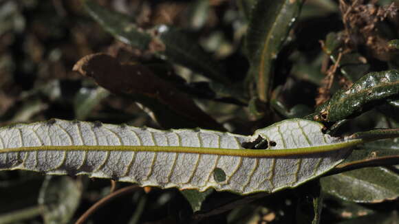 Plancia ëd Eriodictyon trichocalyx A. A. Heller