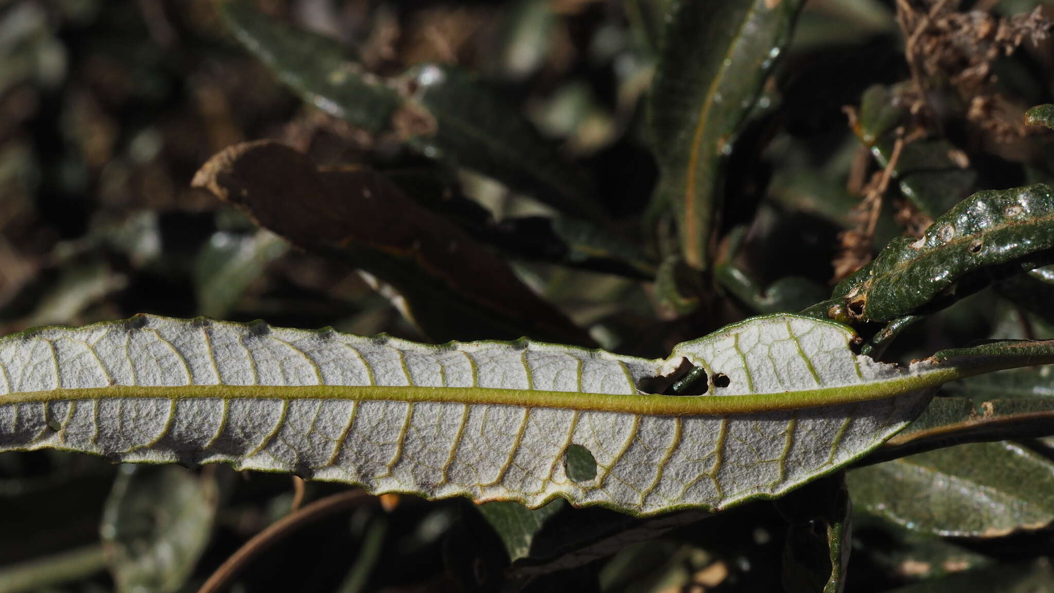 Image of hairy yerba santa