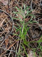 Image de Artemisia pubescens Ledeb.