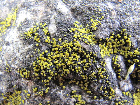 Image of Hidden goldspeck lichen