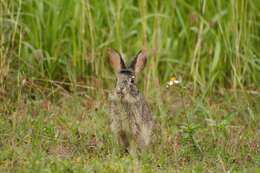 Image of Lepus sinensis formosus Thomas 1908