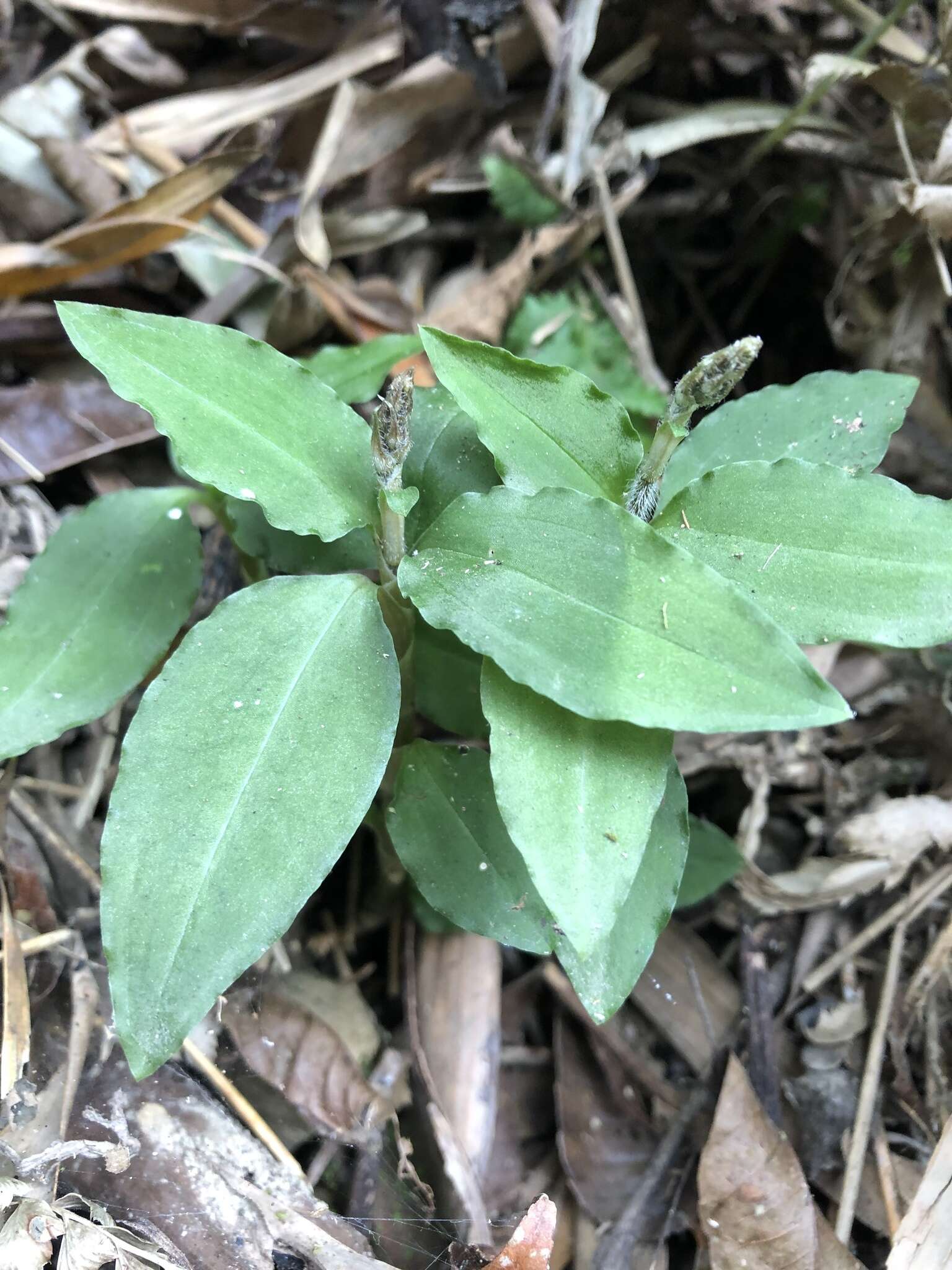 Image of Zeuxine parvifolia (Ridl.) Seidenf.