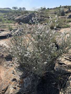 Image de Syncolostemon eriocephalus I. Verd.