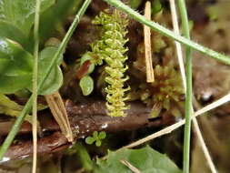 Image of paludella moss