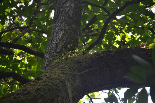 Слика од Asplenium auritum Sw.