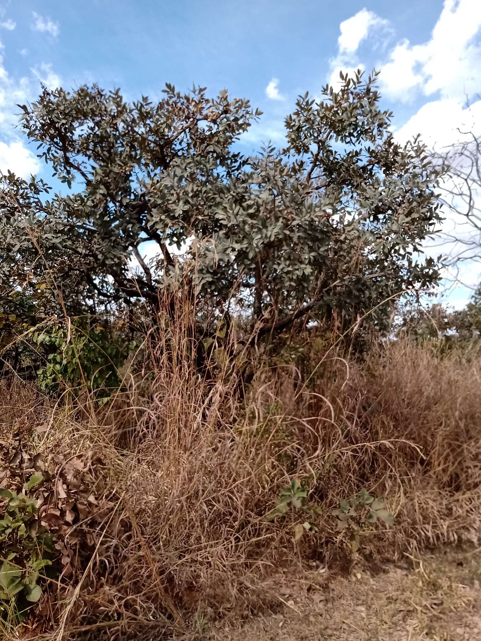 Image of Qualea parviflora Mart.