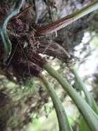 Imagem de Bulbophyllum insulsoides Seidenf.