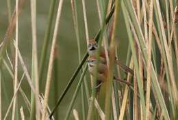 Image of Silvery-throated Spinetail