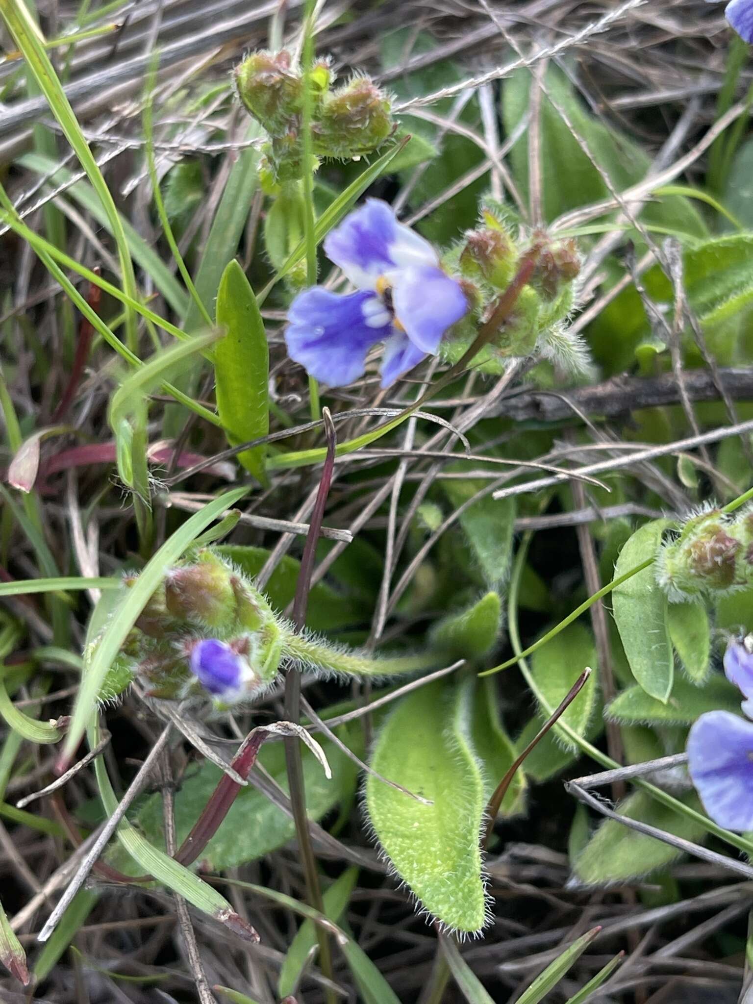 Imagem de Craterostigma plantagineum Hochst.