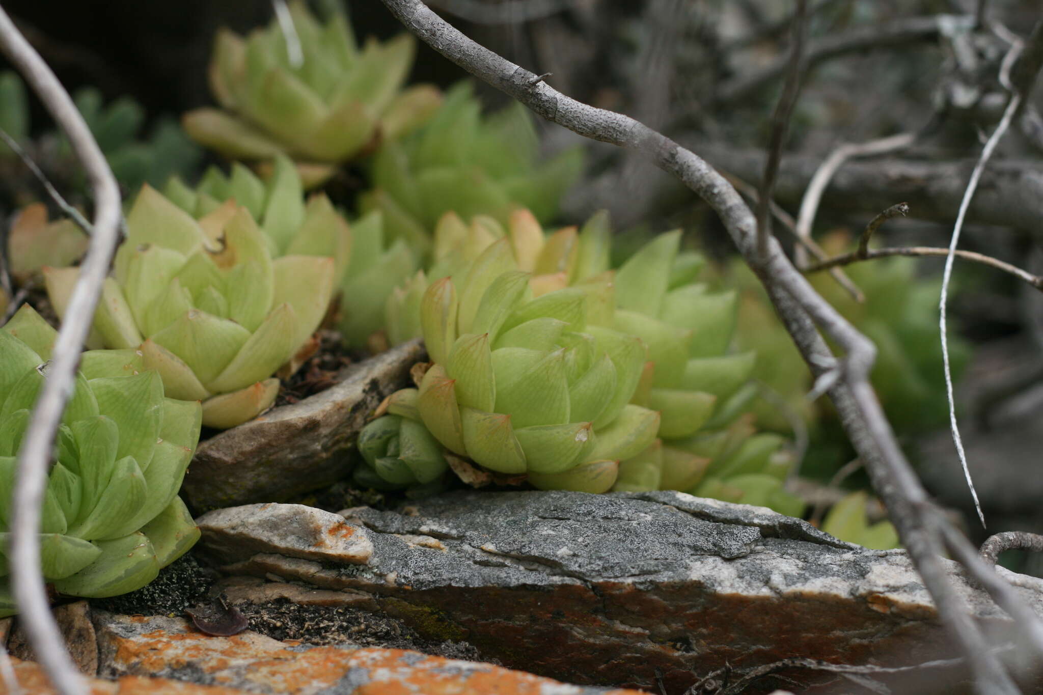 Image of Haworthia cymbiformis (Haw.) Duval