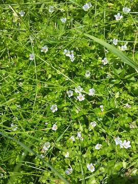 Plancia ëd Bacopa monnieri (L.) Pennell