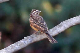 Image of Emberiza tahapisi tahapisi Smith & A 1836