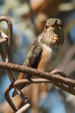 Image of Allen's Hummingbird