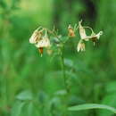 Solanum cardiophyllum Lindl. resmi