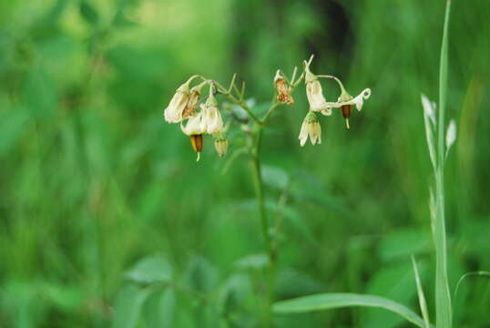 صورة Solanum cardiophyllum Lindl.