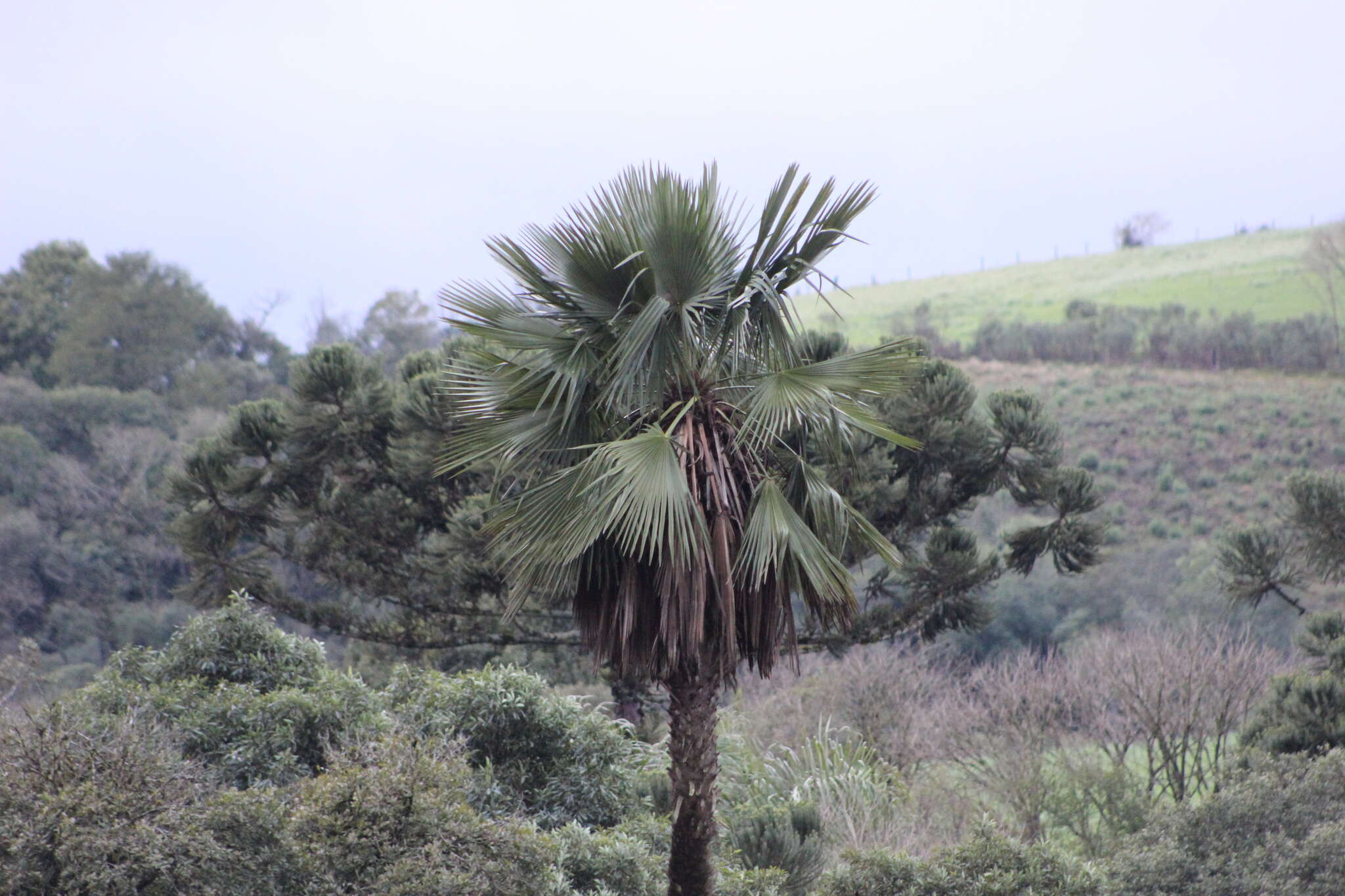 Imagem de Trithrinax brasiliensis Mart.