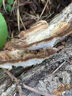 Image of Trametes hirsuta (Wulfen) Lloyd 1924