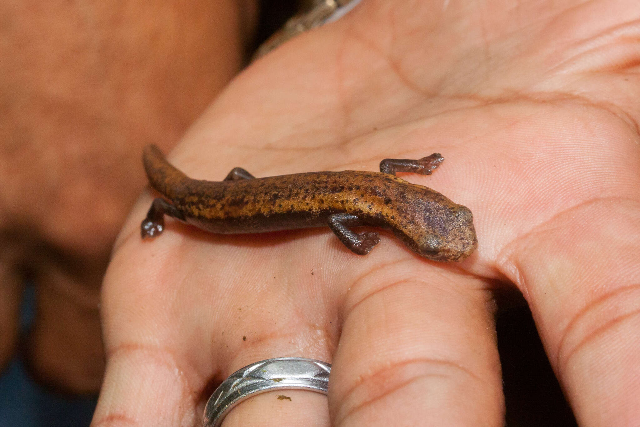 Image of Salamandra De Mombacho