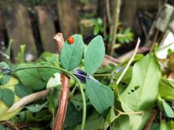 Image of Lady beetle