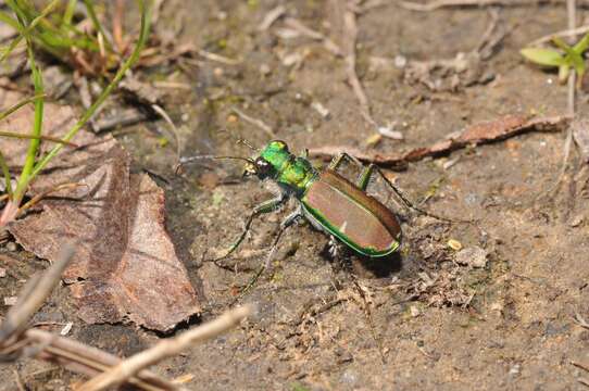 Imagem de Cicindela (Cicindela) splendida Hentz 1830