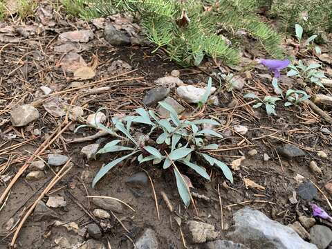 Image of Keck's beardtongue