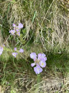 Image of Euphrasia collina subsp. diversicolor W. R. Barker