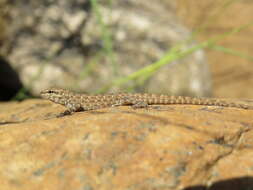 Image of Blandford's Semaphore Gecko