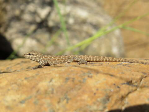 Image of Blandford's Semaphore Gecko