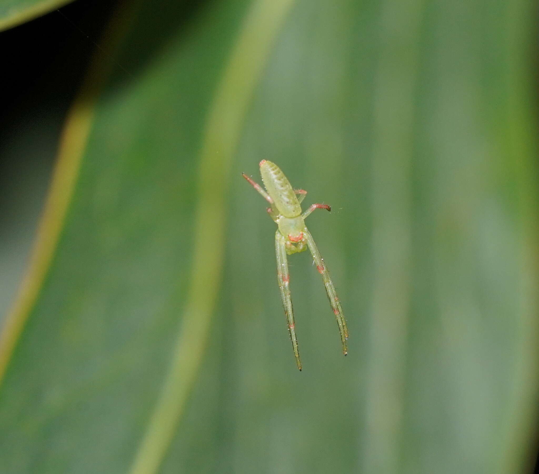 Sivun Cetratus rubropunctatus (Rainbow 1920) kuva