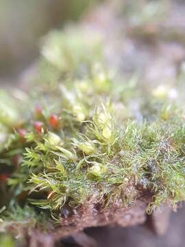 Image of serrate ephemerum moss