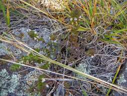 Image of Hudson Bay eyebright