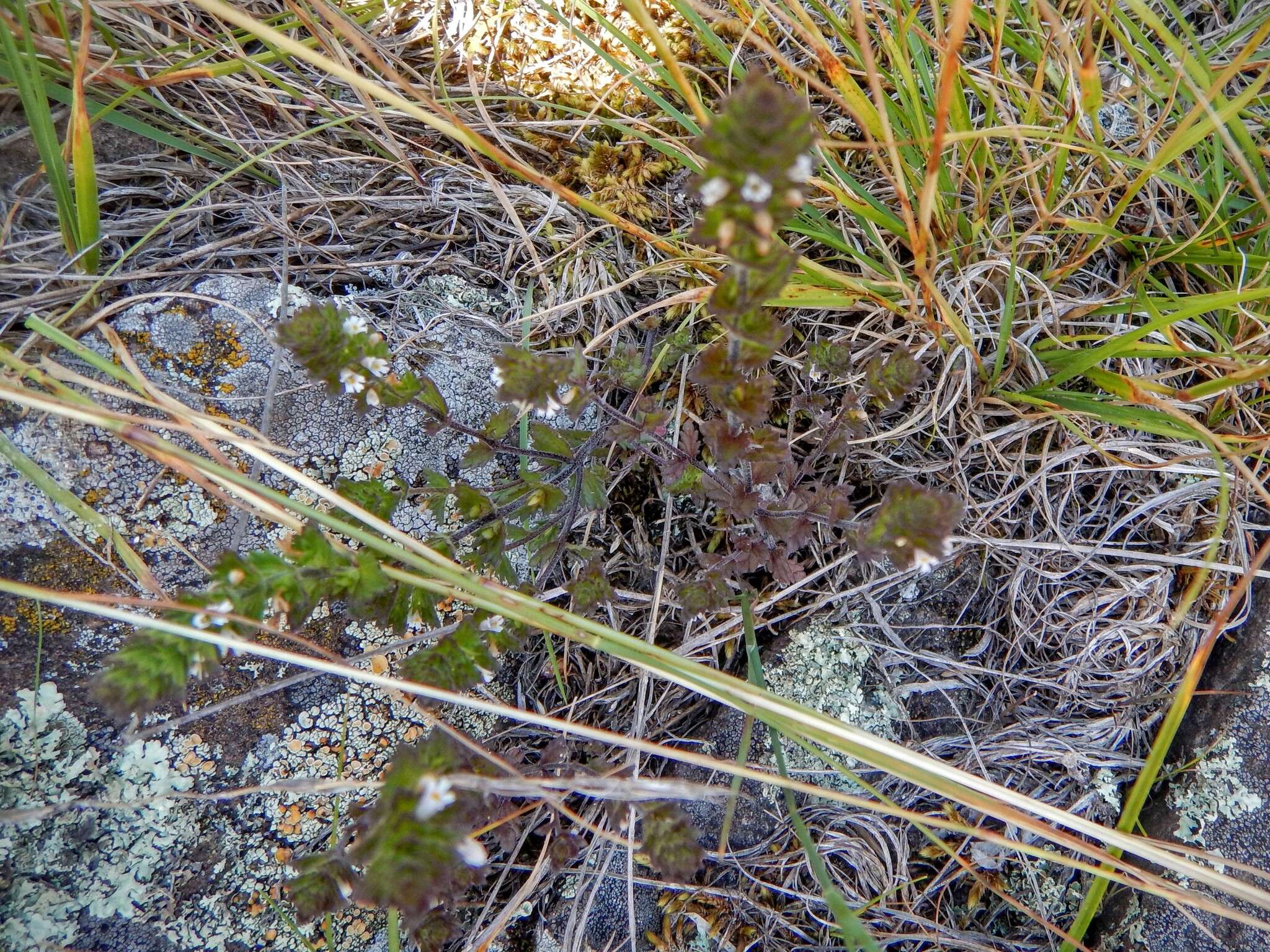 Image of Hudson Bay eyebright