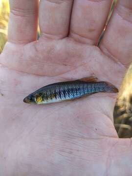 Image of Bayou Topminnow