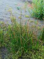 Image of Juncus beringensis Buch.