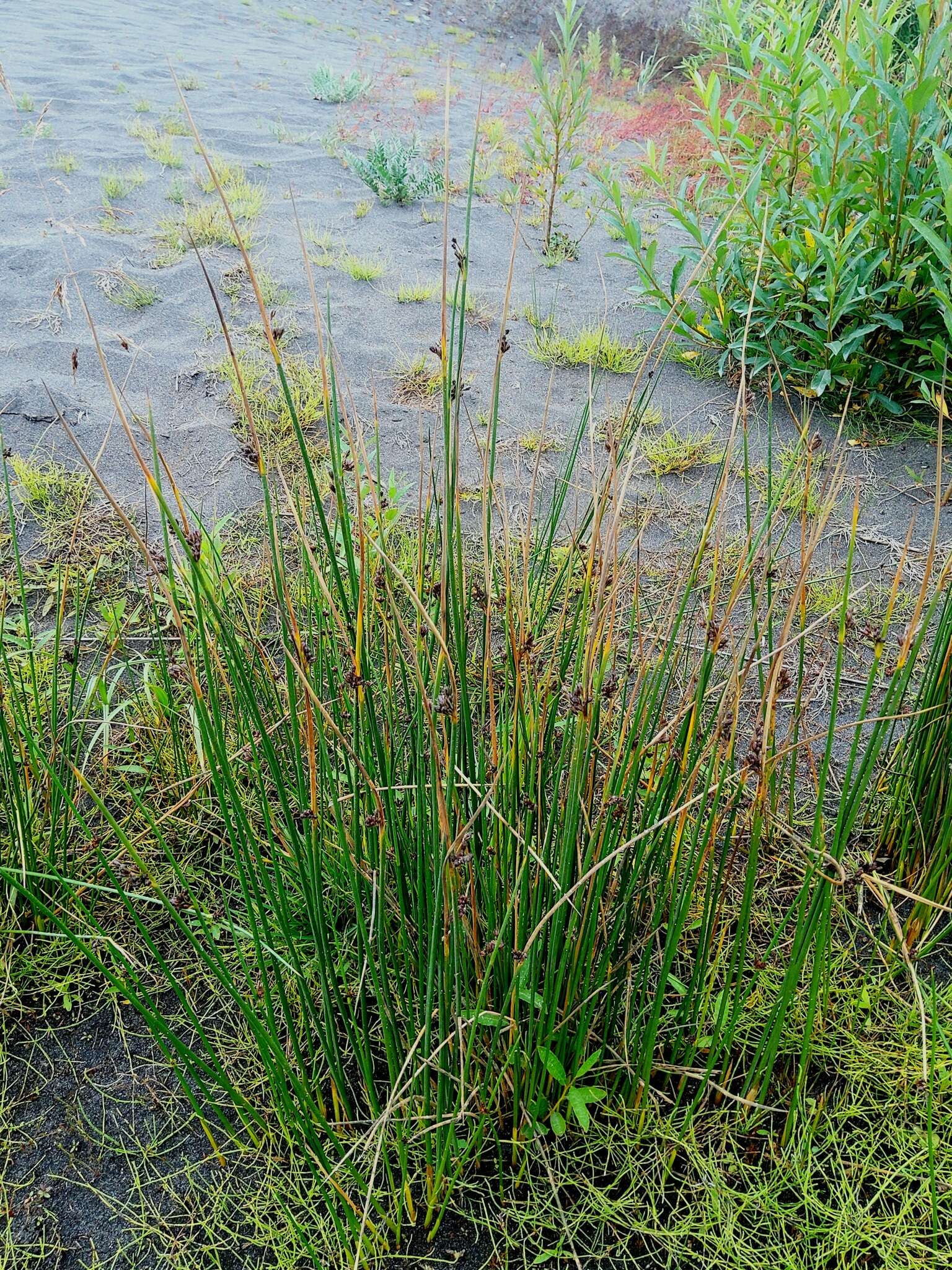 Image of Juncus beringensis Buch.