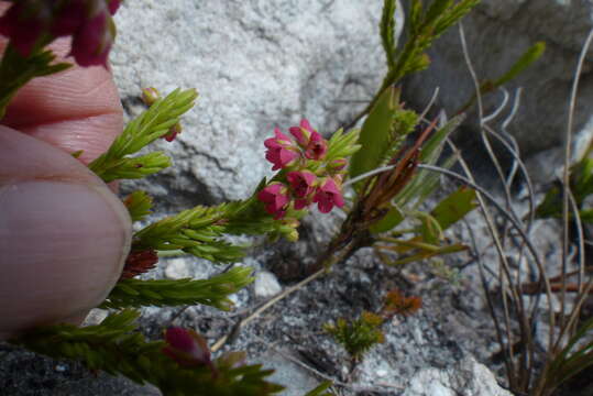 Image of Erica longiaristata Benth.