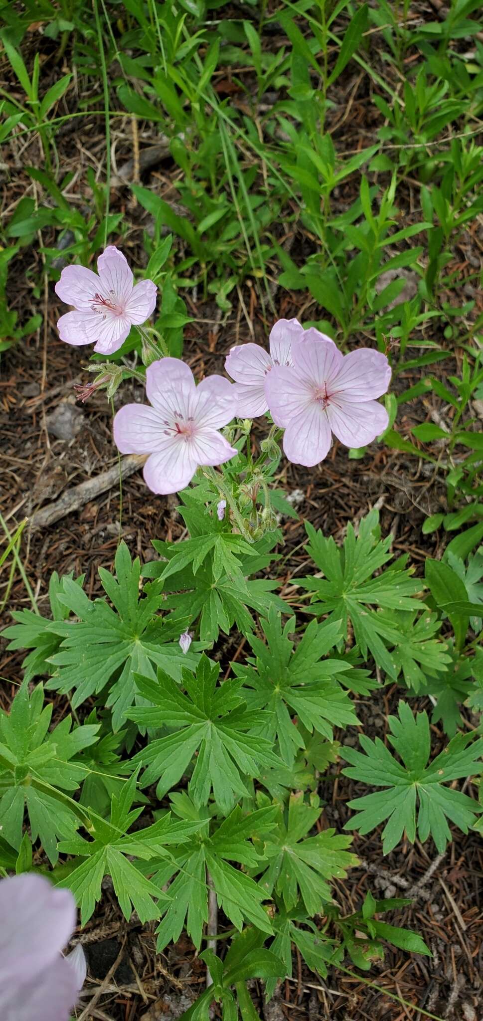 Image of sticky purple geranium