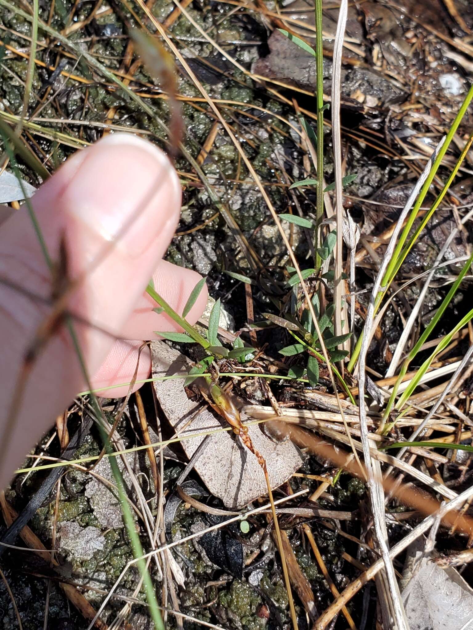 Polygala boykinii var. sparsifolia Wheelock的圖片