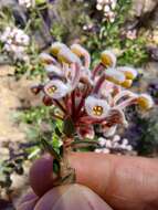 Image of Grevillea buxifolia subsp. ecorniculata P. M. Olde & N. R. Marriott