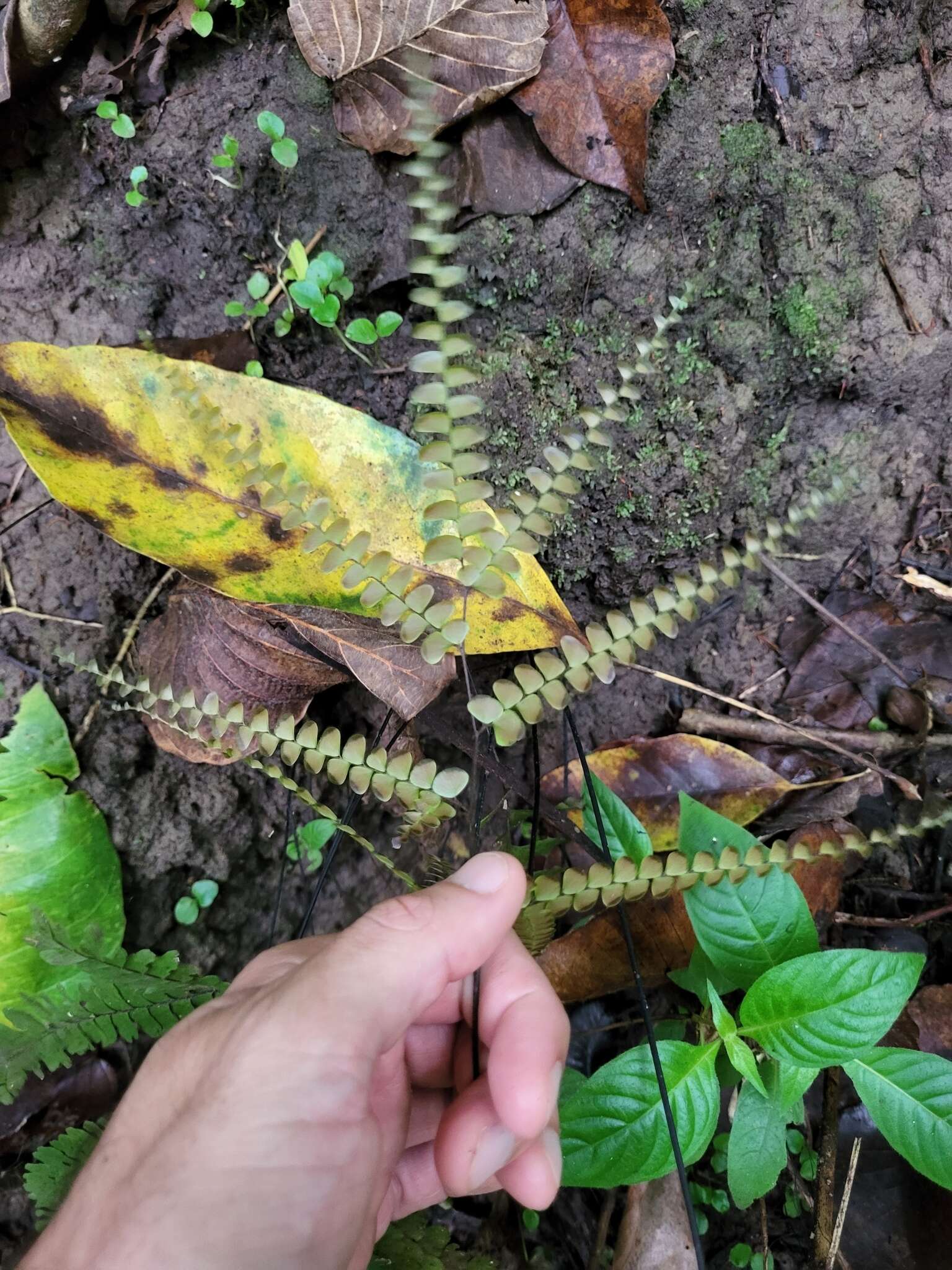 Imagem de Adiantum pyramidale (L.) Willd.