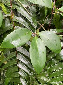 صورة Clematis crassifolia Benth.