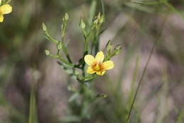 Image of Wyoming flax