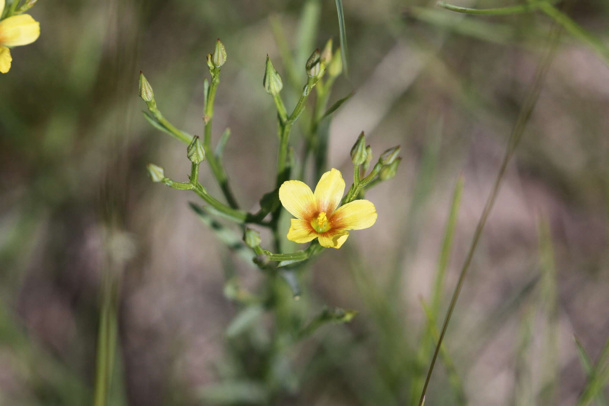 Image of Wyoming flax