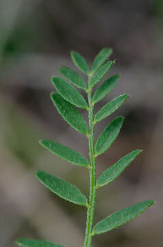 Слика од Astragalus agrestis Douglas ex Hook.