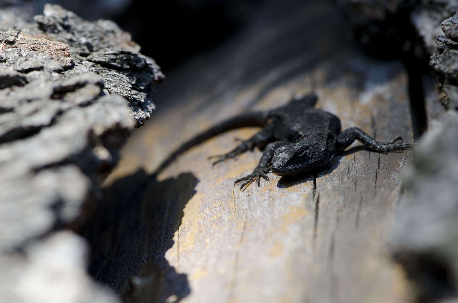 Image of Anahuacan Bunchgrass Lizard